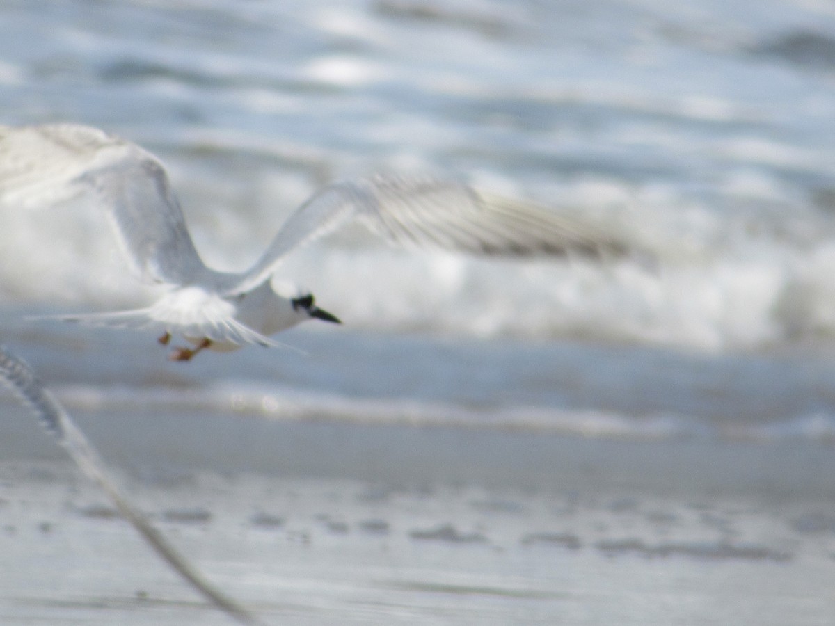 Snowy-crowned Tern - Ricardo Lau