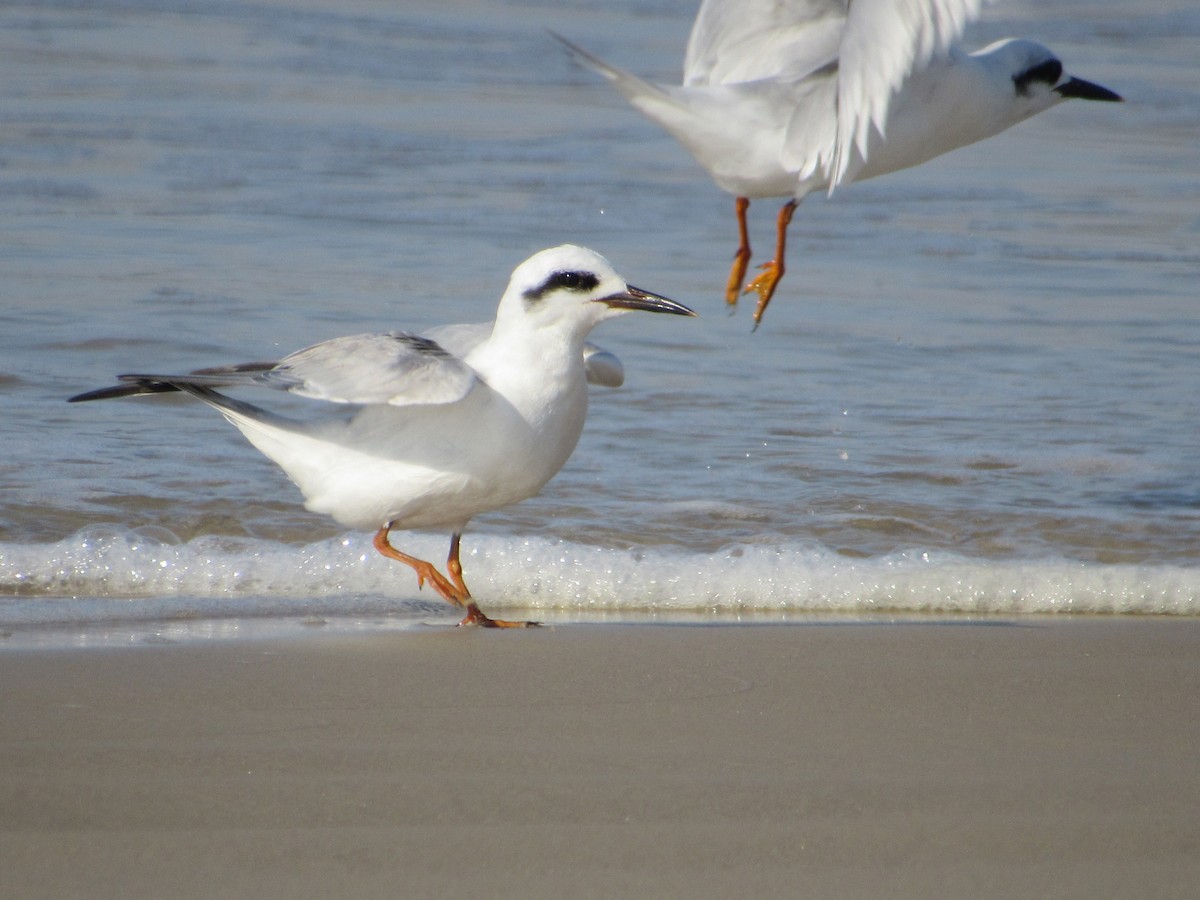 Snowy-crowned Tern - ML621689803