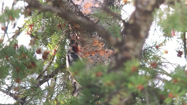 Red-naped Sapsucker - ML621689846