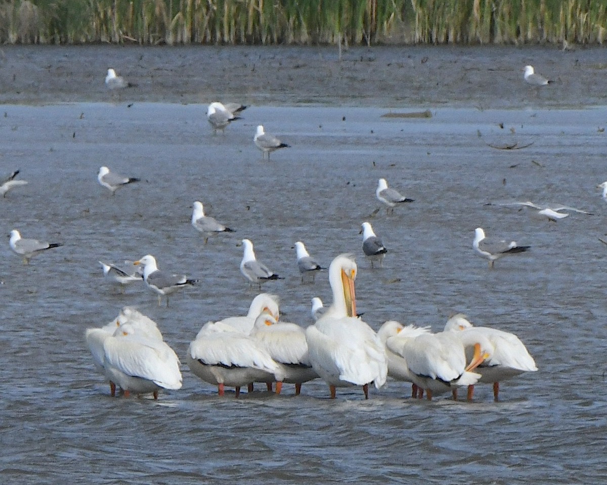 American White Pelican - ML621689858