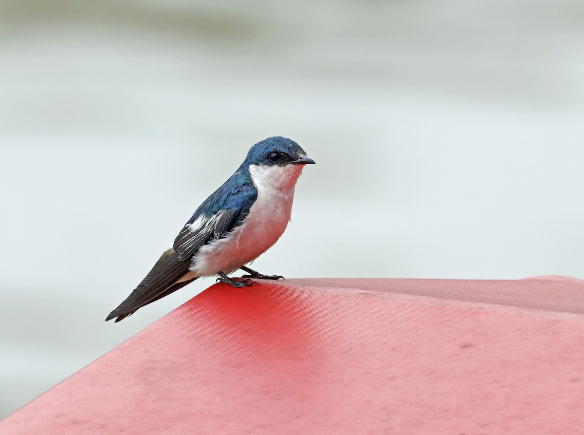 White-winged Swallow - ML621689860