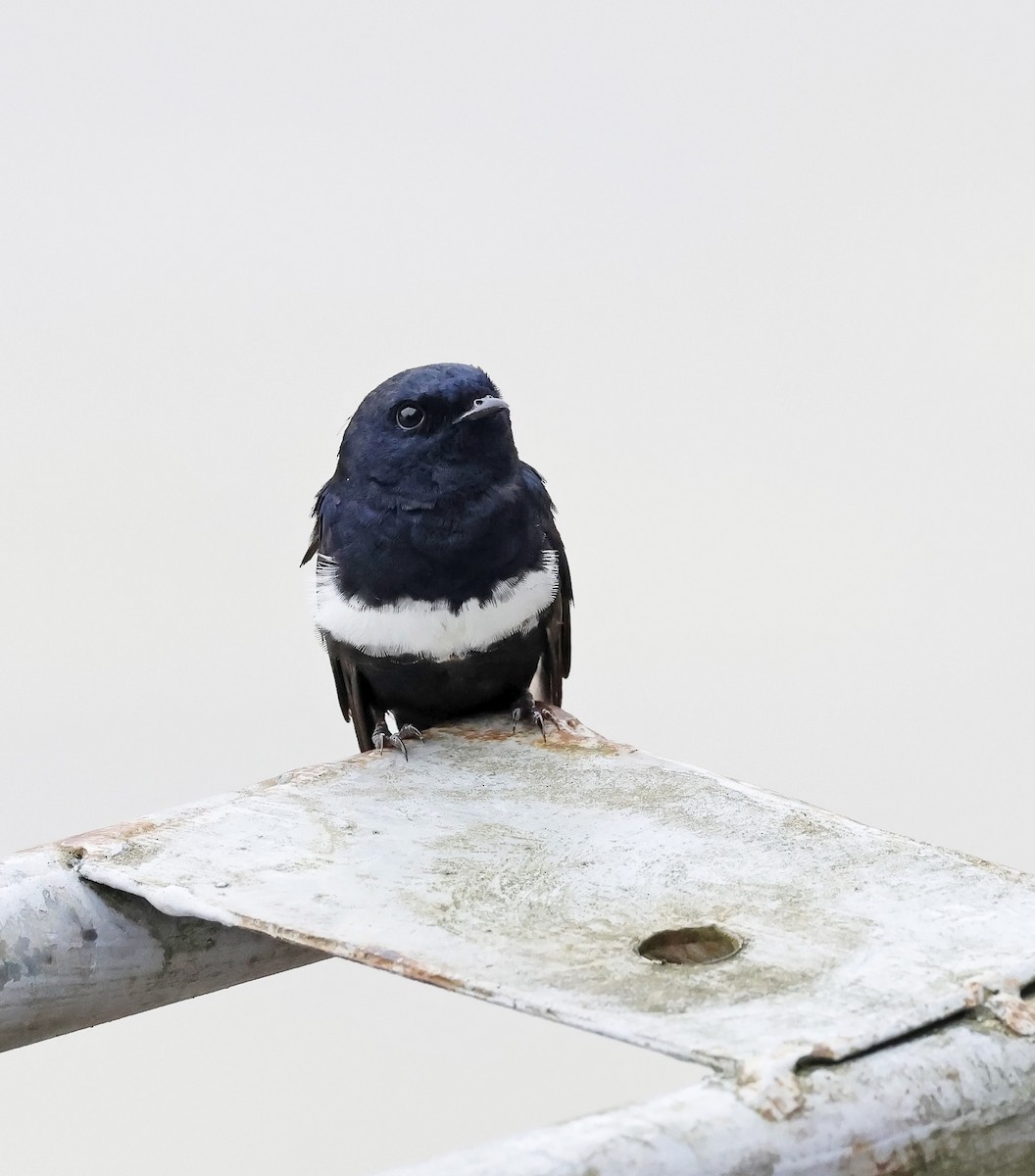 White-banded Swallow - ML621689870
