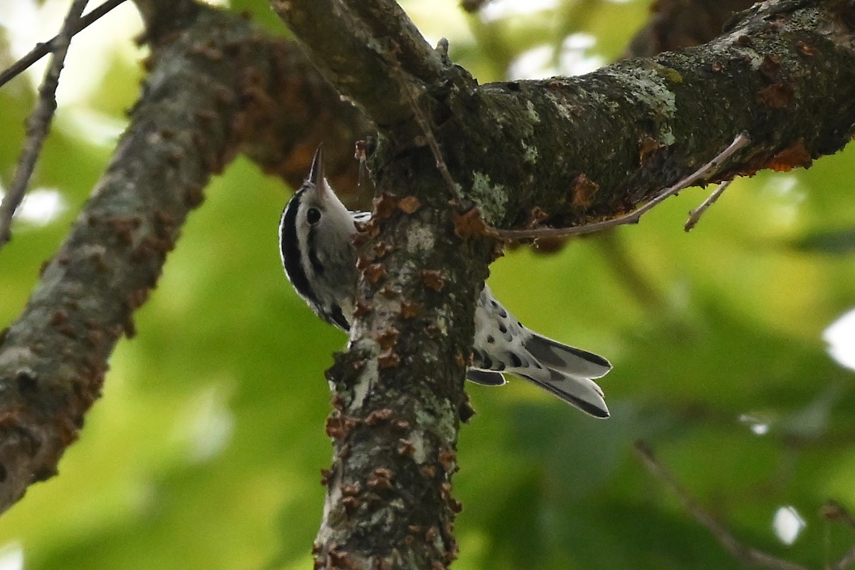 Black-and-white Warbler - ML621689885
