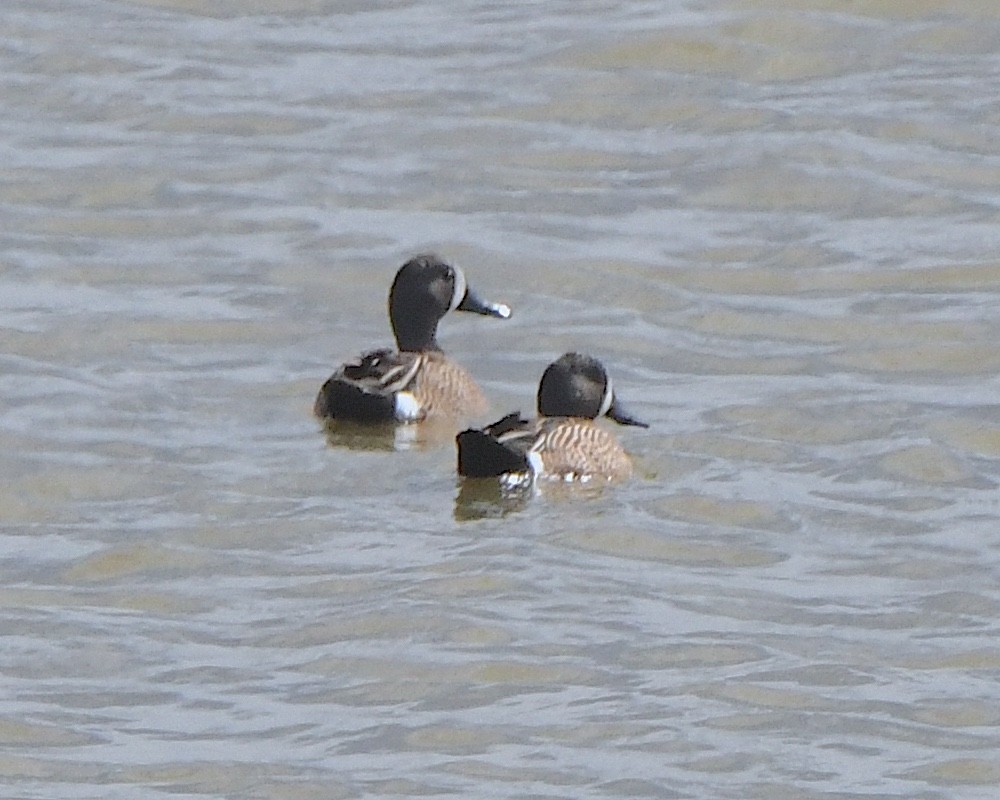 Blue-winged Teal - ML621689900