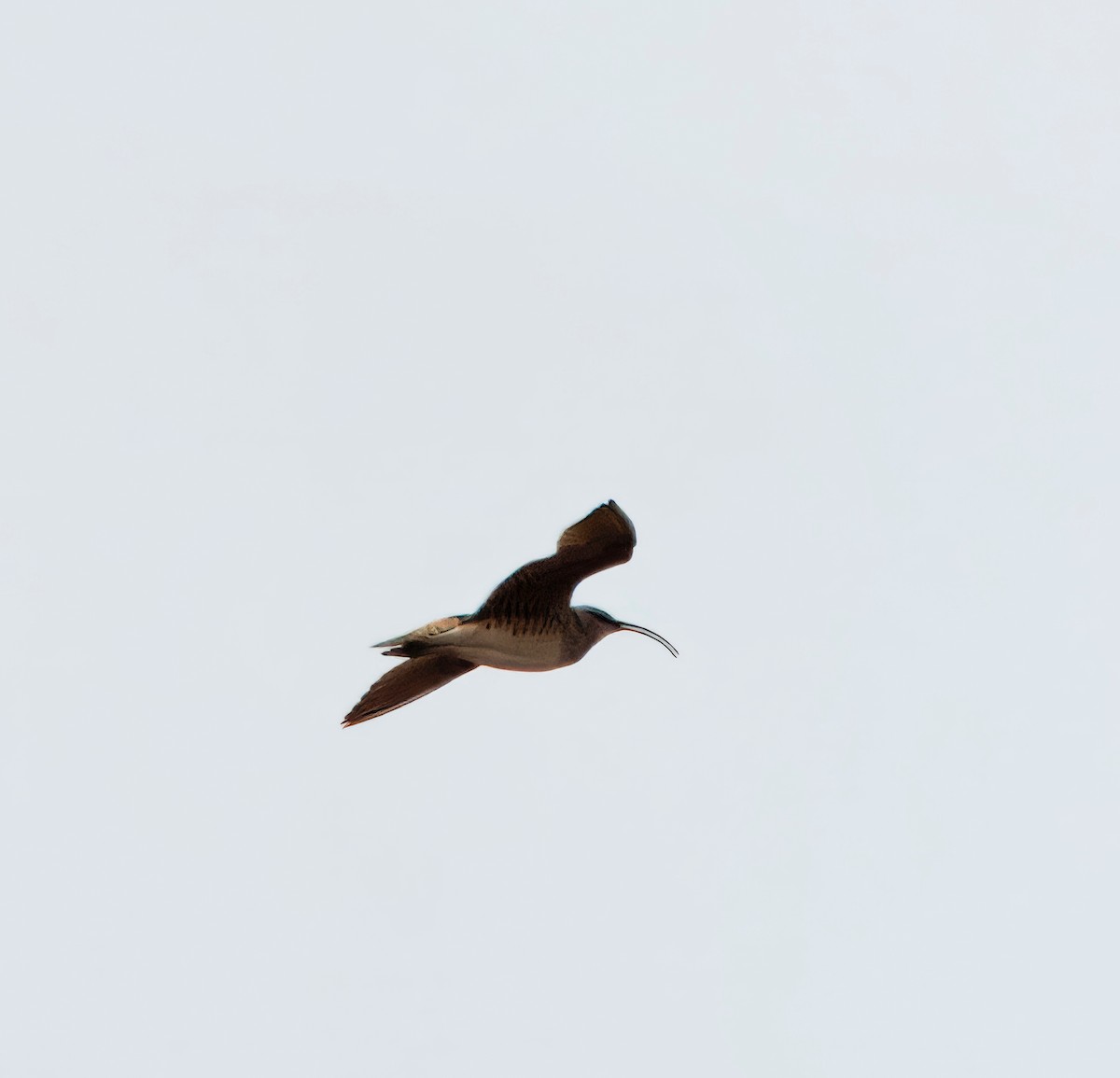 Bristle-thighed Curlew - ML621689936