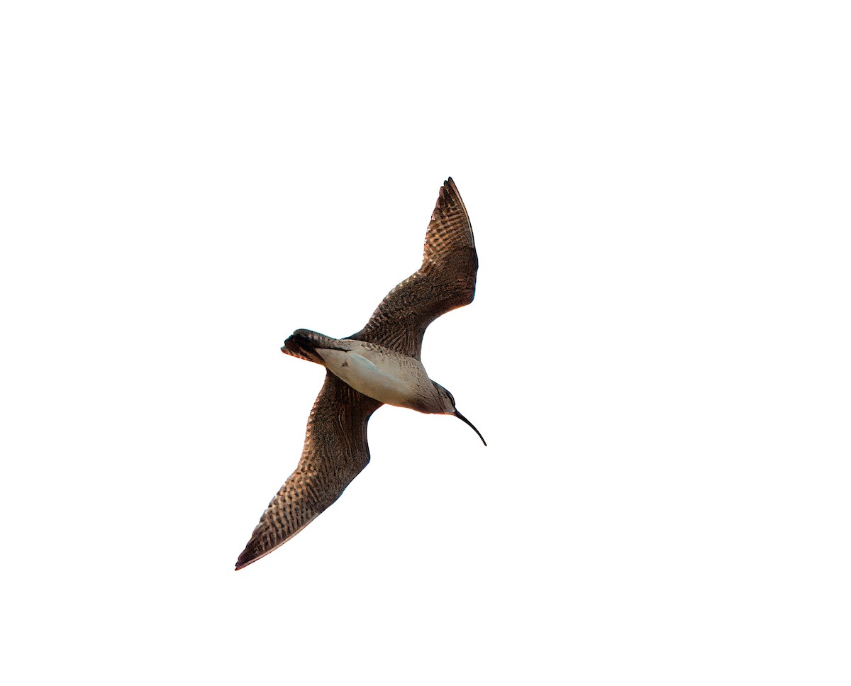 Bristle-thighed Curlew - ML621689938