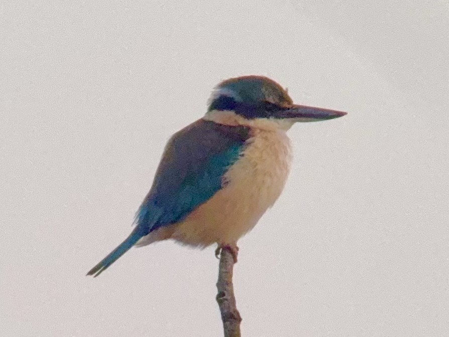 Sacred Kingfisher - ML621689971