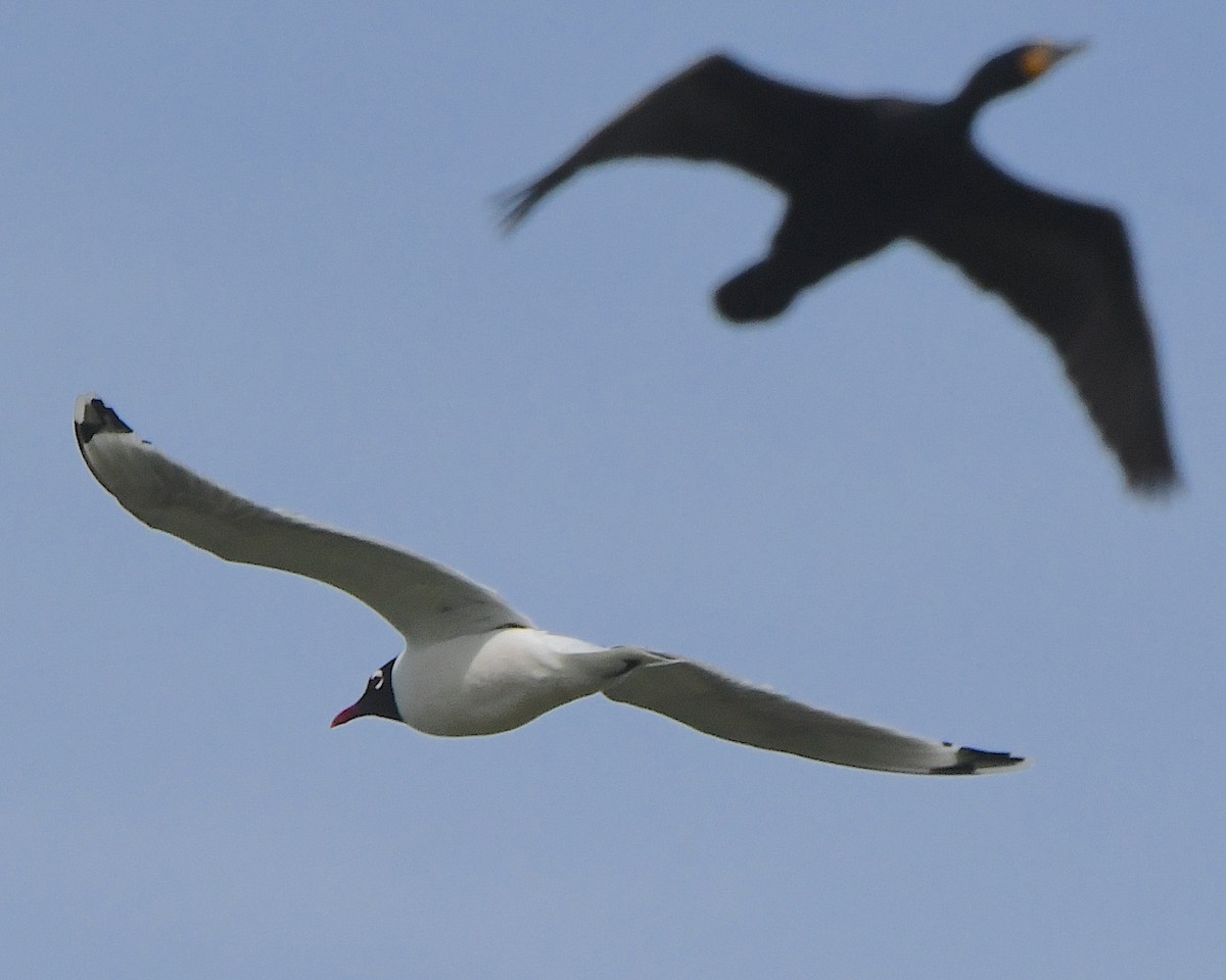 Franklin's Gull - ML621690044