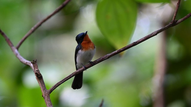 Samoan Flycatcher - ML621690050