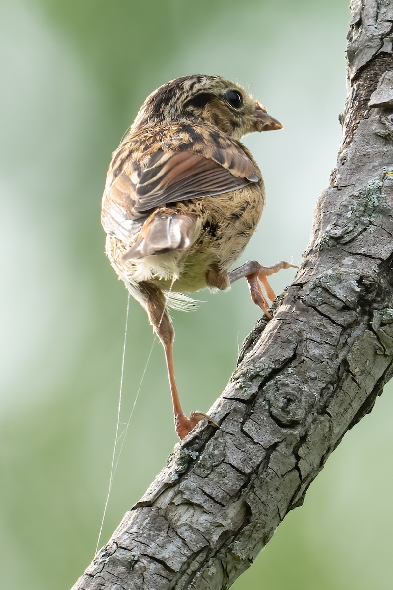 Swamp Sparrow - ML621690183
