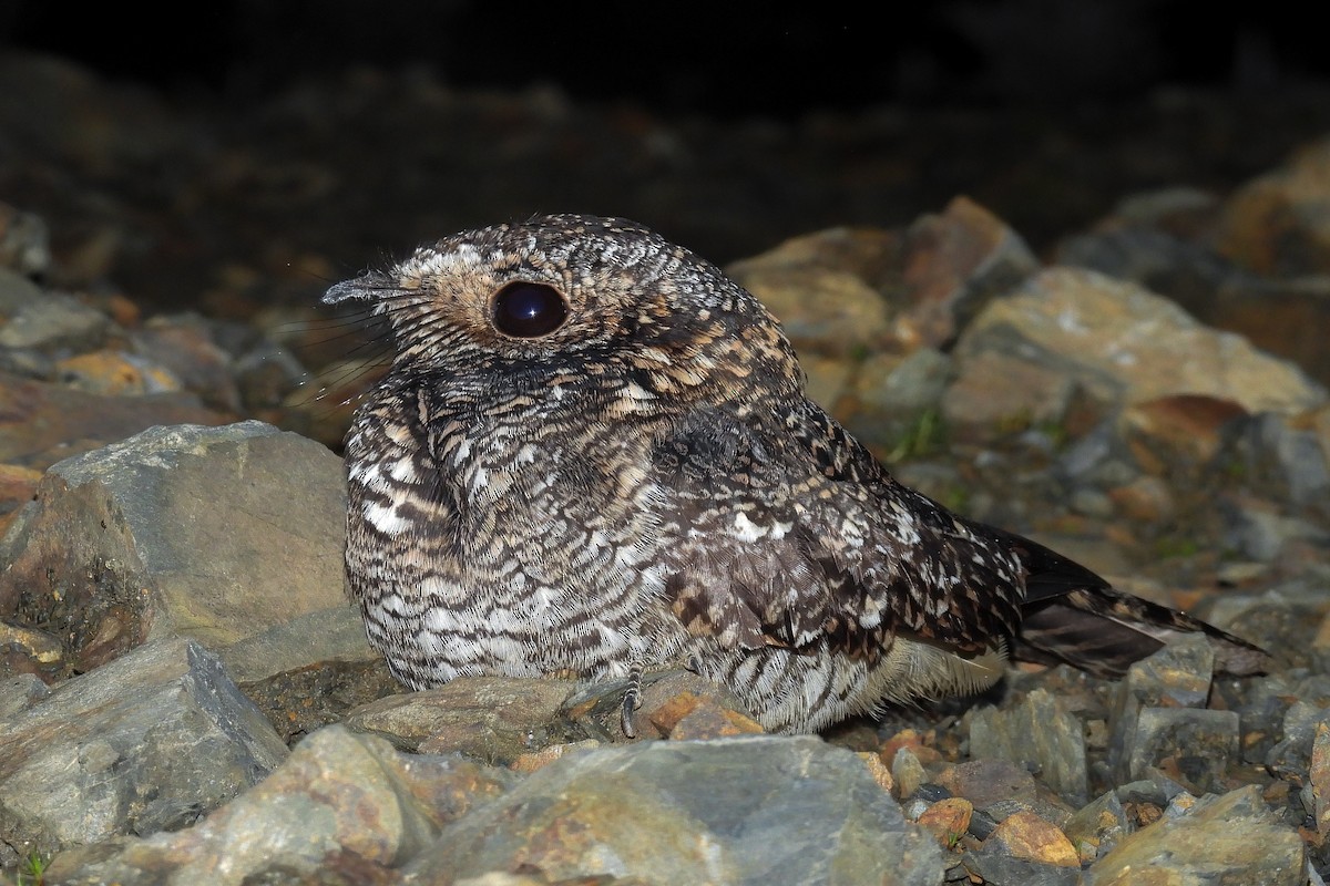 Lyre-tailed Nightjar - Itamar Donitza