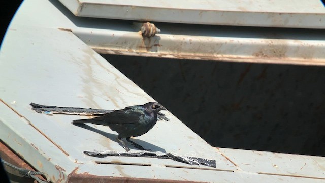 Brewer's Blackbird - ML621690241