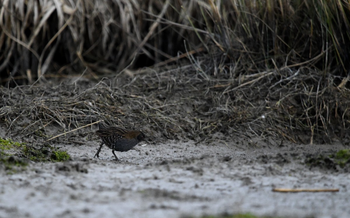 Dot-winged Crake - ML621690287