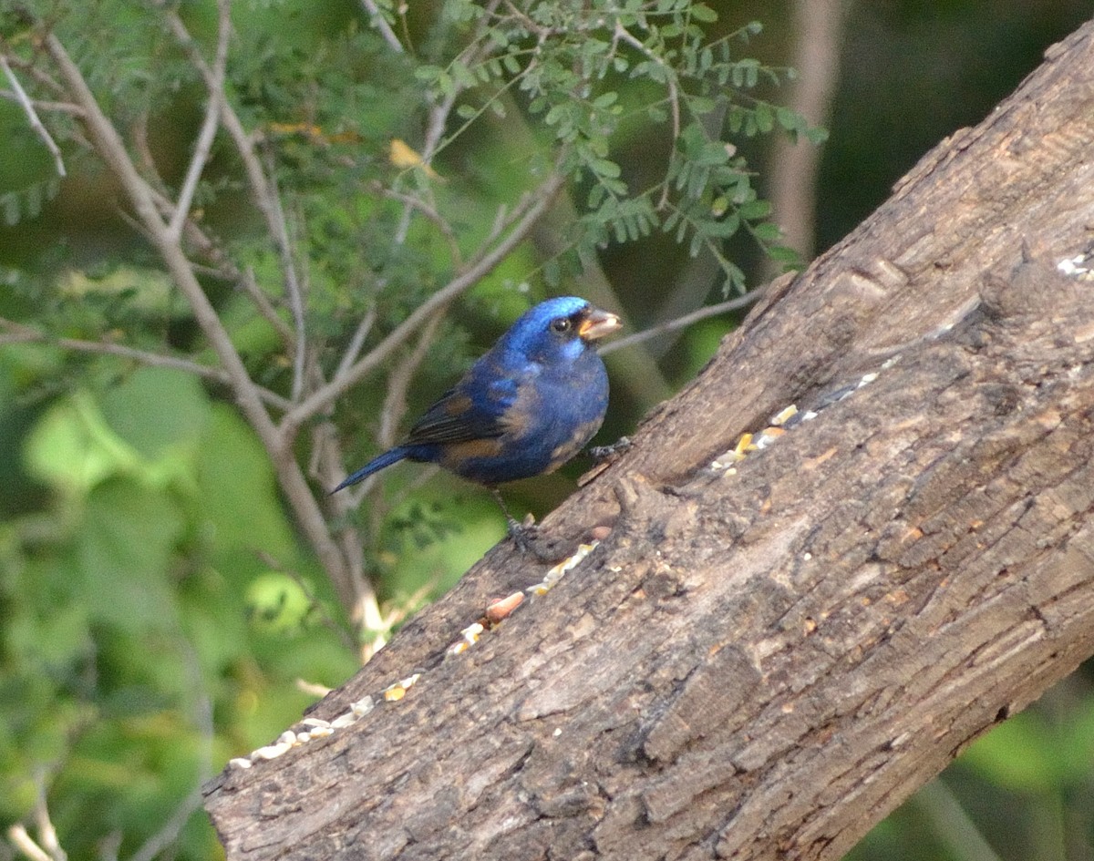 Blue Bunting - ML621690322