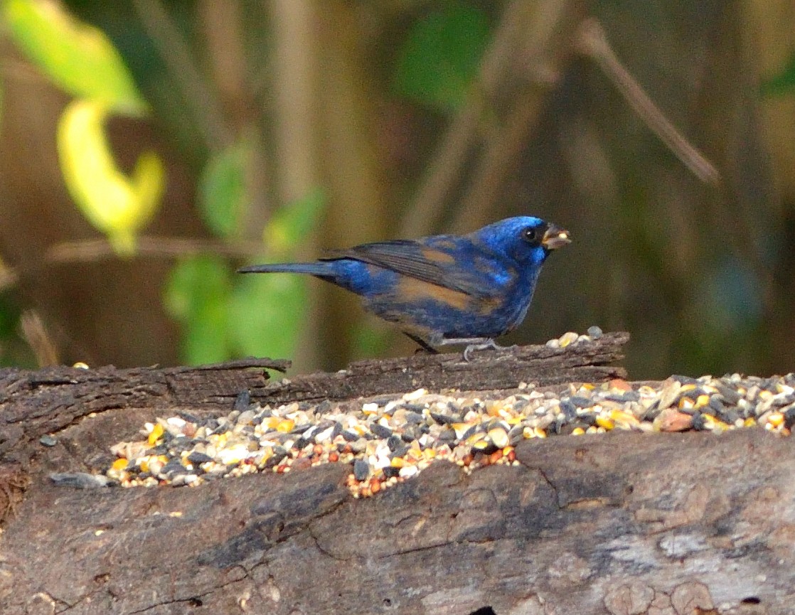 Blue Bunting - ML621690328