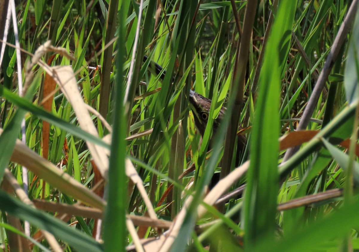 American Bittern - ML621690331