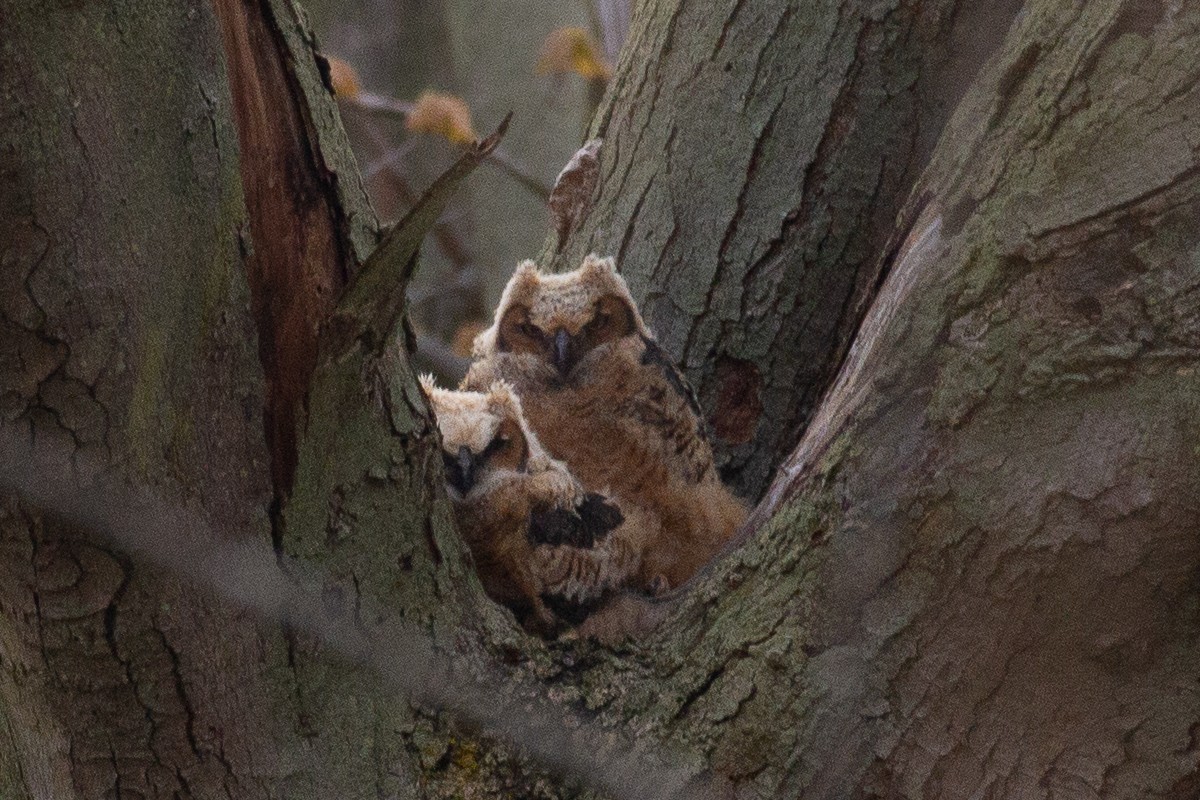 Great Horned Owl - ML621690336