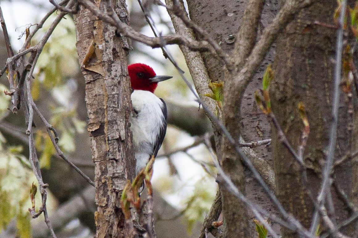 Red-headed Woodpecker - ML621690338