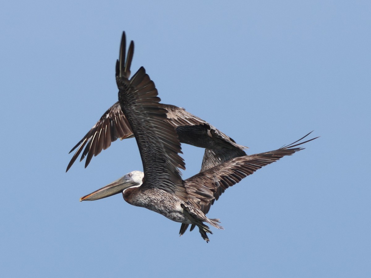 Brown Pelican - ML621690360