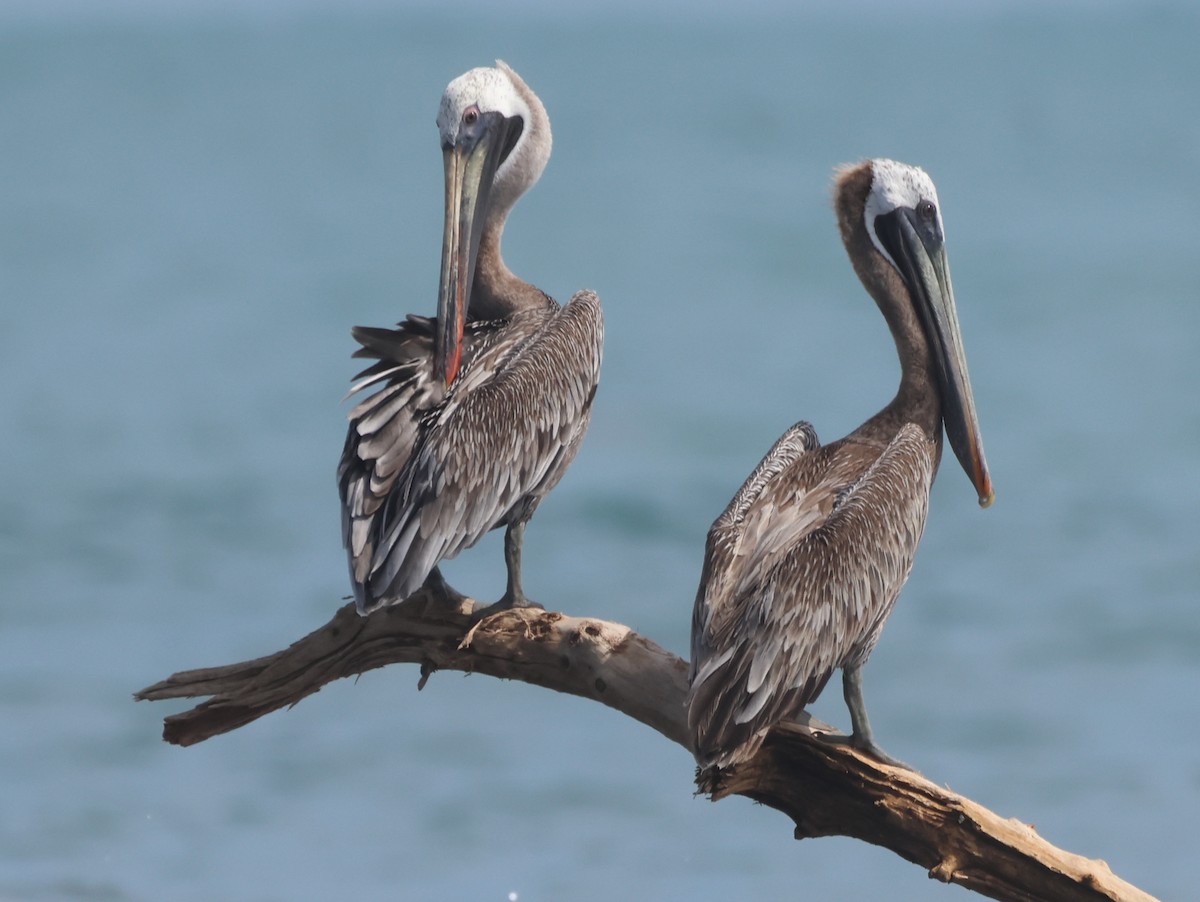 Brown Pelican - ML621690361