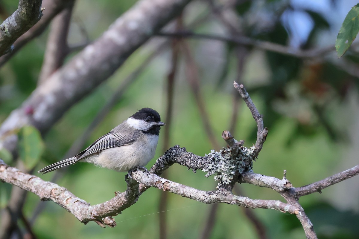 Black-capped Chickadee - ML621690397