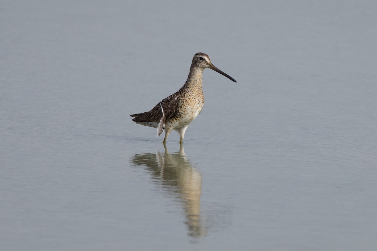 Short-billed Dowitcher - ML621690402