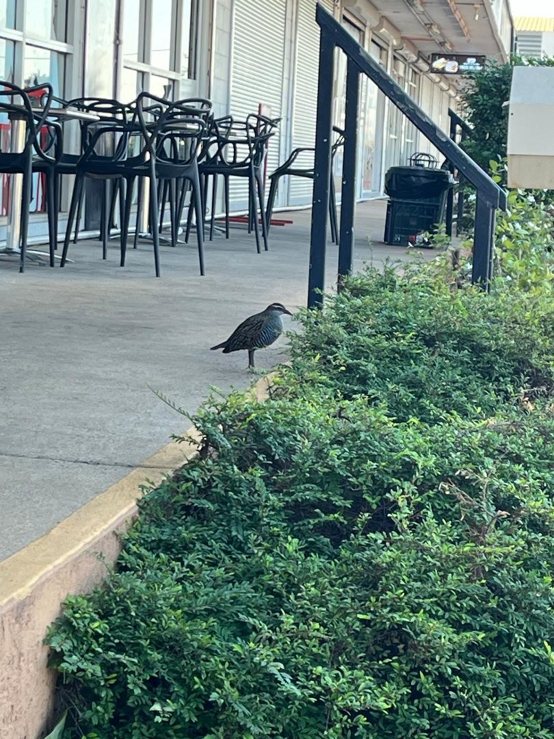 Buff-banded Rail - ML621690405