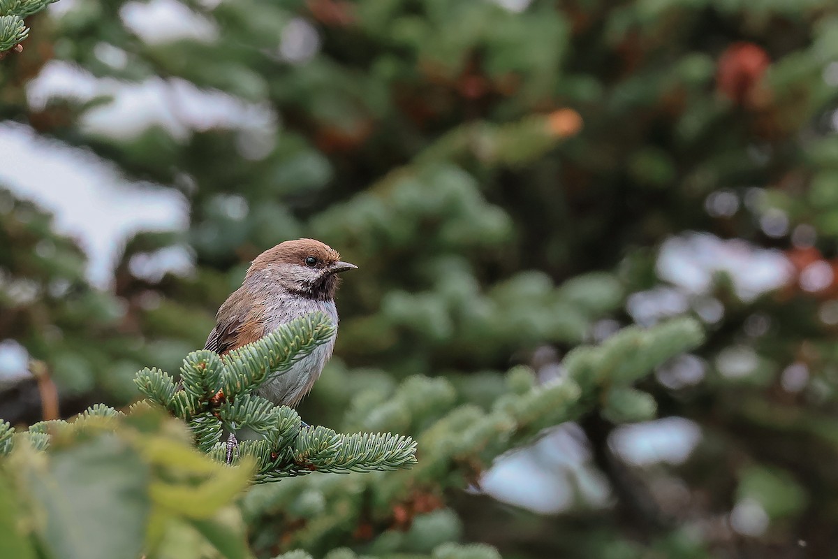 Boreal Chickadee - ML621690407