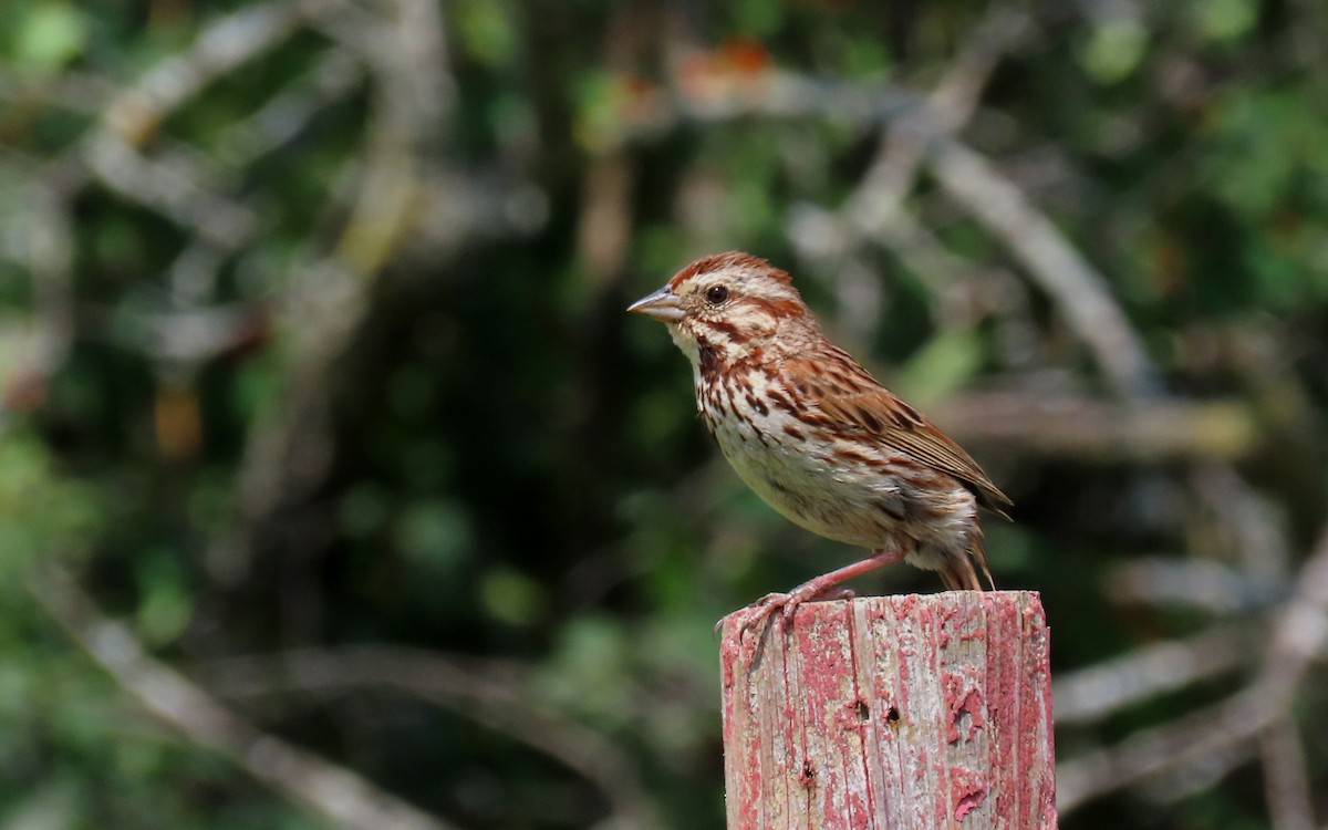 Song Sparrow - ML621690415