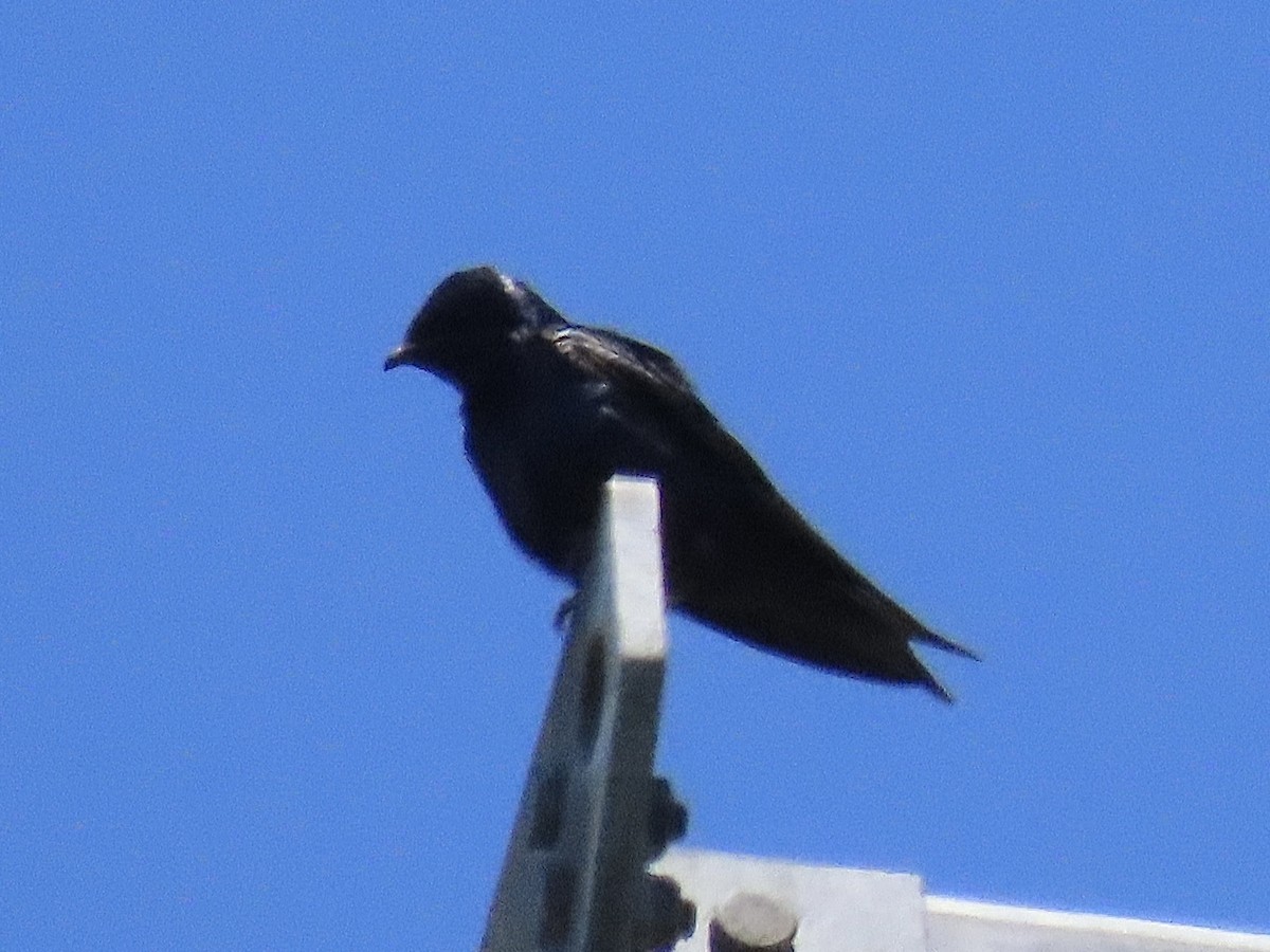 Purple Martin - ML621690417