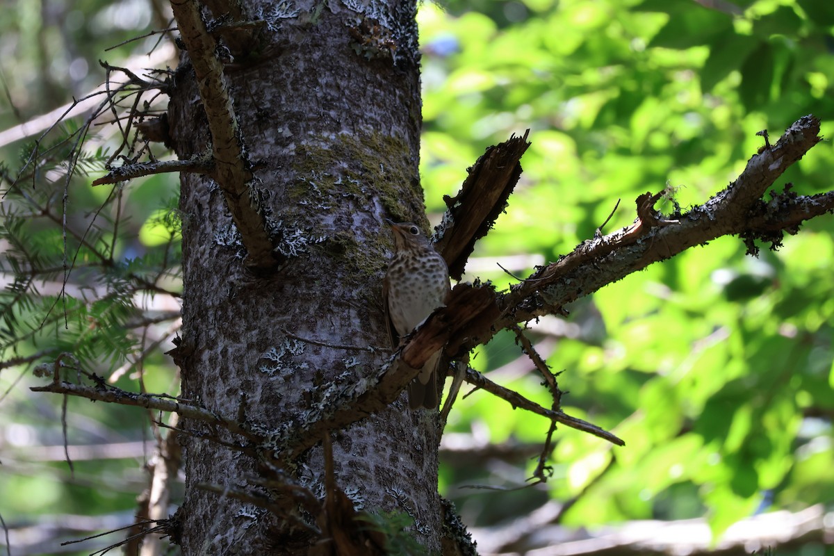 Swainson's Thrush - ML621690419