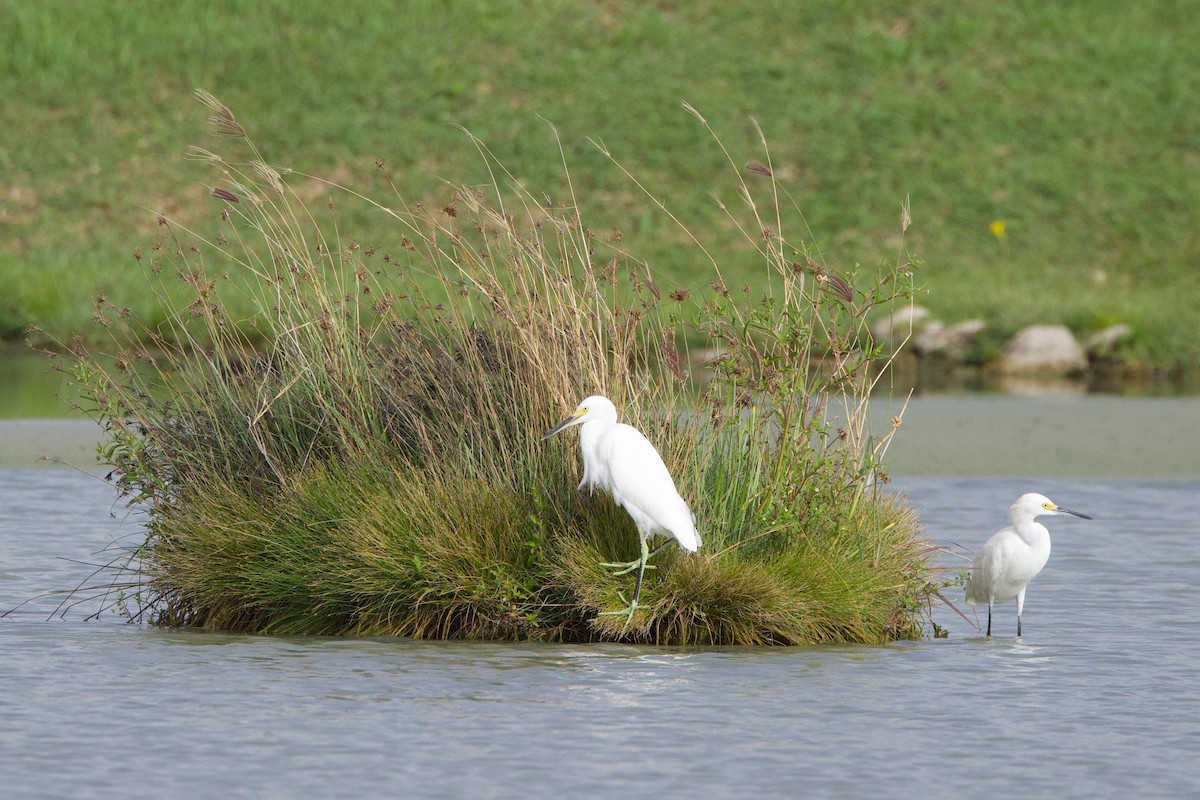 Snowy Egret - ML621690421