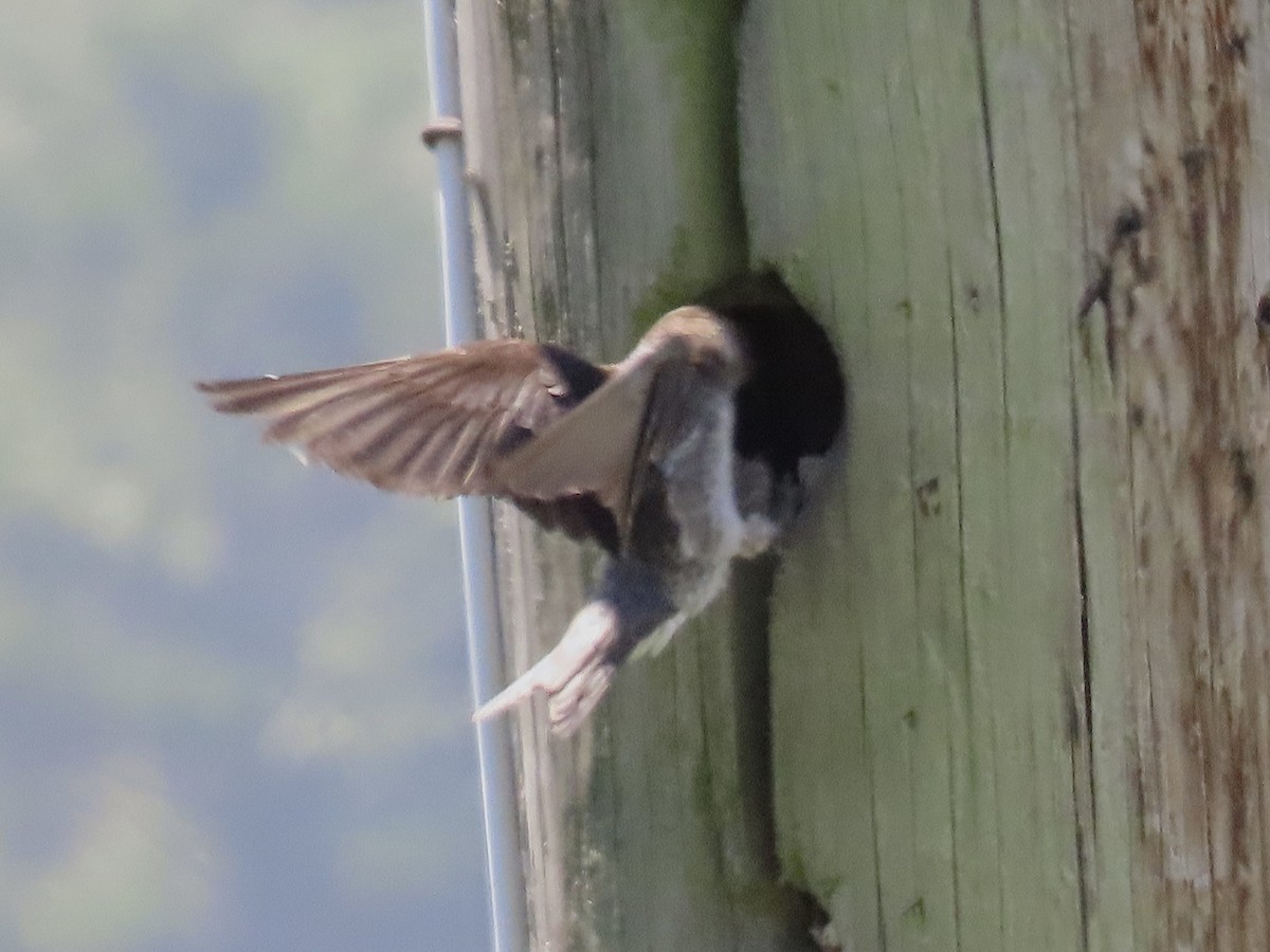 Purple Martin - ML621690440