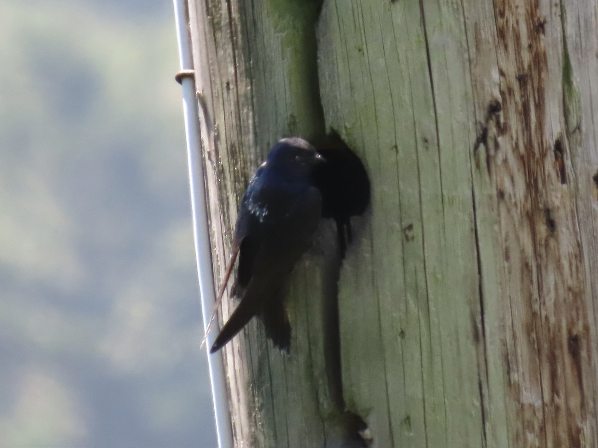 Purple Martin - ML621690442