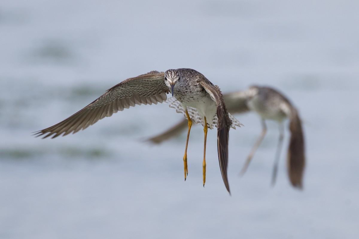 Lesser Yellowlegs - ML621690443