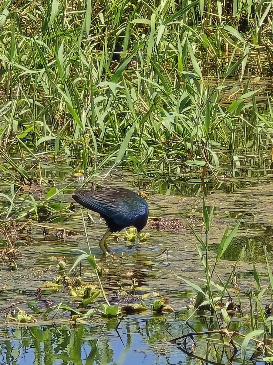 Purple Gallinule - ML621690449