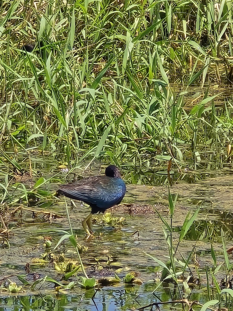 Purple Gallinule - ML621690450