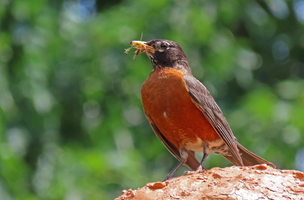 American Robin - Nathalie L. COHL 🕊