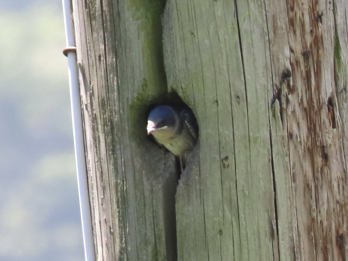 Purple Martin - ML621690460