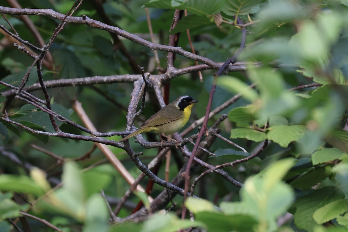 Common Yellowthroat - Ethan Seufert