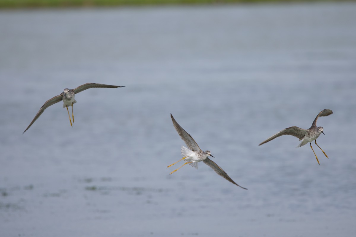 Lesser Yellowlegs - Michael St John