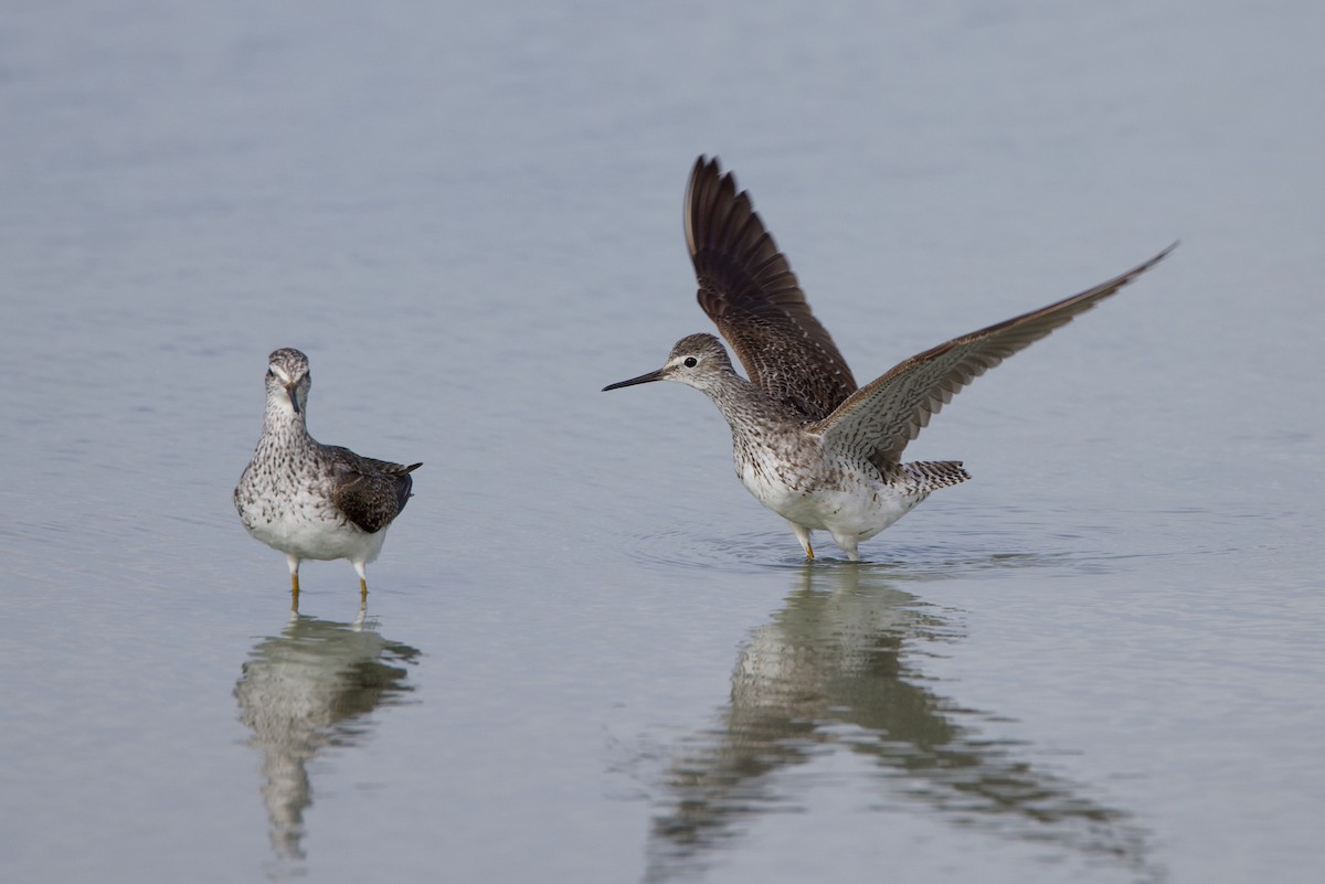 Lesser Yellowlegs - ML621690468