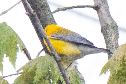 Prothonotary Warbler - ML621690480