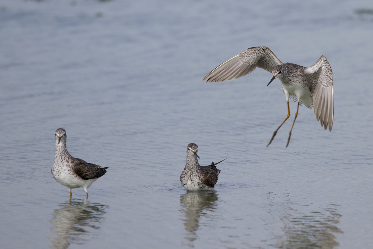 Lesser Yellowlegs - ML621690484