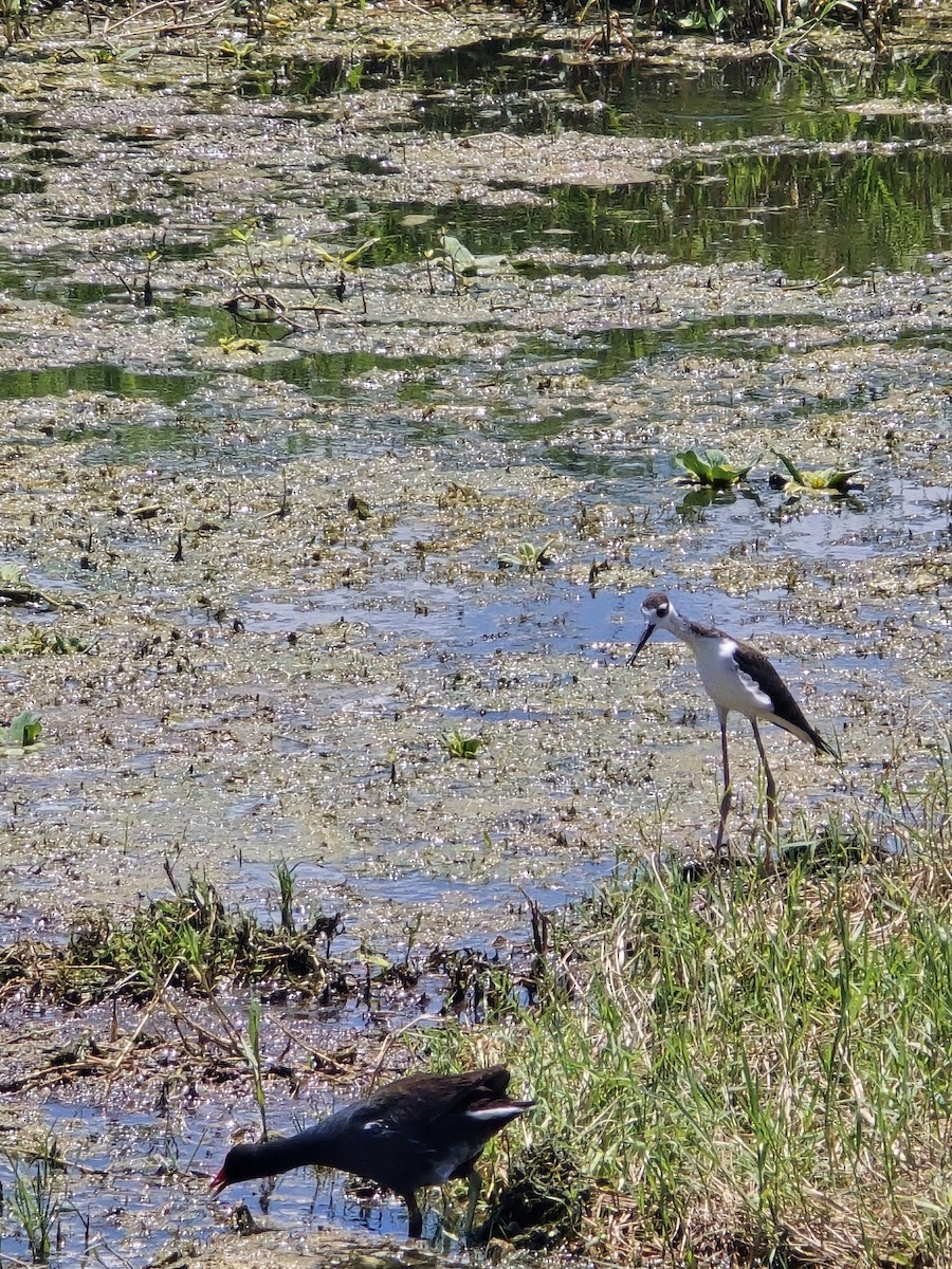 Black-necked Stilt (Black-necked) - ML621690495