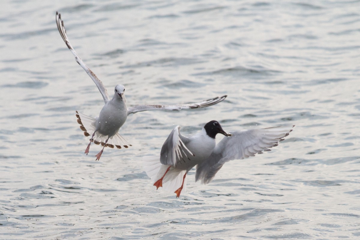 Bonaparte's Gull - ML621690500