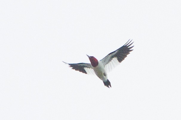 Red-headed Woodpecker - ML621690513