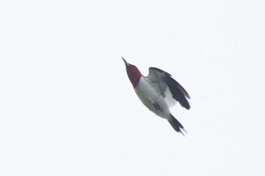 Red-headed Woodpecker - ML621690514