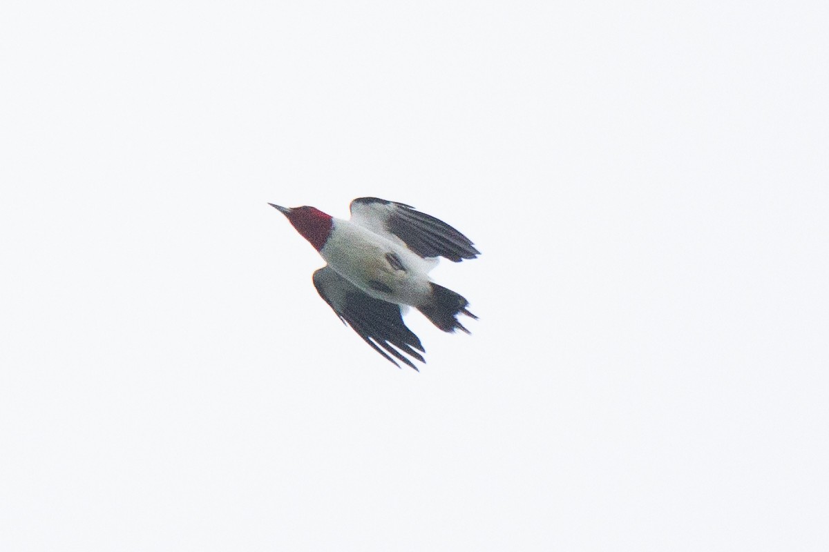 Red-headed Woodpecker - ML621690517