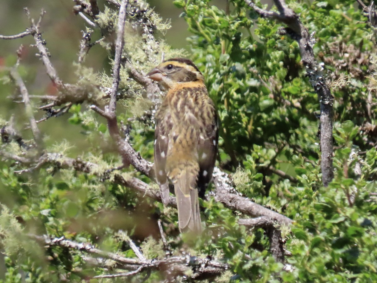 Black-headed Grosbeak - ML621690522